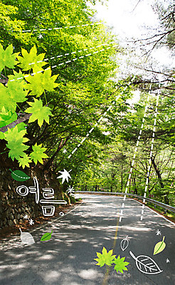 주간 PSD 나무 편집이미지 계절 도로 나뭇잎 사람없음 야외 여름 햇빛 합성 계절백그라운드 이미지편집 자연요소 식물 길 백그라운드 잎 교통시설 태양 파일형식