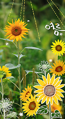 주간 PSD 편집이미지 계절 해바라기 사람없음 야외 여름 합성 계절백그라운드 이미지편집 자연요소 꽃 백그라운드 파일형식