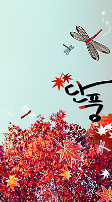 주간 PSD 편집이미지 계절 단풍 낙엽 단풍나무 사람없음 야외 가을 잠자리 합성 계절백그라운드 이미지편집 자연요소 나무 곤충 백그라운드 잎 파일형식