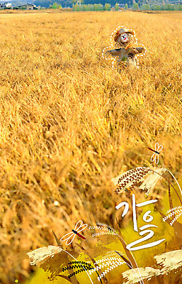 주간 PSD 편집이미지 계절 논 사람없음 야외 벼 가을 잠자리 합성 허수아비 계절백그라운드 이미지편집 자연요소 곤충 백그라운드 농업 곡류 파일형식