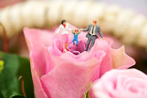 포토 JPG 스튜디오촬영 가족 근접촬영 사람없음 장미 모형 손잡기 화목 미니어처 국내포토 꽃 뷰포인트 컨셉 관계 모션 실내 파일형식