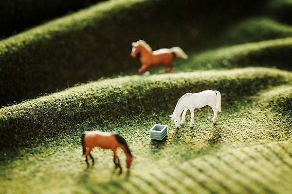 포토 JPG 스튜디오촬영 근접촬영 사람없음 모형 목장 미니어처 말_동물 평야 국내포토 뷰포인트 포유류 자연 실내 파일형식