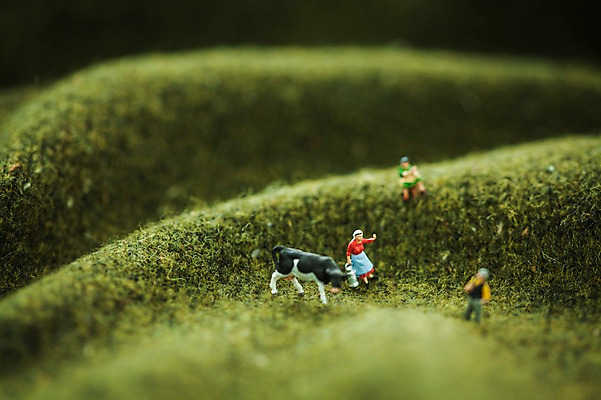 포토 JPG 스튜디오촬영 근접촬영 사람없음 모형 목장 미니어처 양치기 농부 젖소 니트 평야 국내포토 직업 뷰포인트 상의 자연 실내 소 파일형식