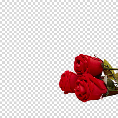 편집 편집이미지 기념일 이벤트 사람없음 장미 세송이 PNG 편집소스 꽃 3 파일형식