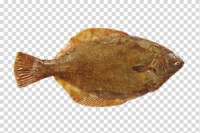 편집 편집이미지 한마리 식재료 어류 사람없음 신선 해산물 날것 PNG 놀래미 편집소스 1 수중동물 파일형식