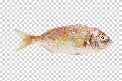 편집 편집이미지 한마리 식재료 재료 어류 사람없음 신선 해산물 날것 PNG 옥돔 편집소스 1 수중동물 파일형식