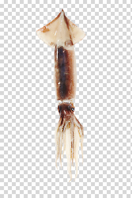 편집 편집이미지 한마리 식재료 재료 어류 사람없음 신선 해산물 오징어 날것 PNG 편집소스 1 연체동물 수중동물 파일형식