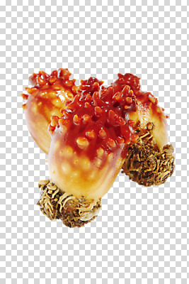 편집 편집이미지 식재료 재료 실내 어류 사람없음 신선 해산물 날것 PNG 멍게 편집소스 내부 바다동물 수중동물 파일형식