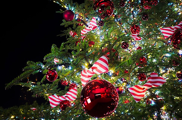 포토 JPG 리본 크리스마스 실내 사람없음 야외 크리스마스트리 일본 장식볼 도쿄 야간 국내포토 자연요소 기념일 아시아 내부 장식 파일형식