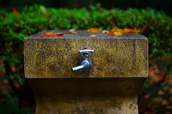 포토 JPG 주간 나뭇잎 사람없음 야외 일본 수도꼭지 식수대 국내포토 자연요소 아시아 잎 파일형식