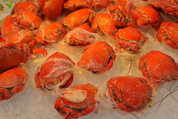 포토 JPG 음식 실내 사람없음 일본 얼음 게 일본음식 이바라키 국내포토 자연요소 아시아 갑각류 내부 파일형식