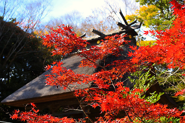 포토 JPG 주간 나무 구름 단풍 하늘 단풍나무 풍경 사람없음 야외 일본 일본전통 일본건축 이바라키 국내포토 자연요소 식물 전통 아시아 잎 동양건축 파일형식