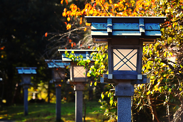 포토 JPG 주간 나무 가로등 풍경 사람없음 야외 일본 이바라키 국내포토 자연요소 식물 공공시설 아시아 파일형식