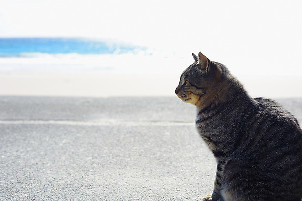 포토 JPG 주간 한마리 바다 풍경 사람없음 야외 일본 고양이 동물라이프 반려 시즈오카 국내포토 자연요소 동물 1 라이프스타일 아시아 포유류 반려동물 파일형식