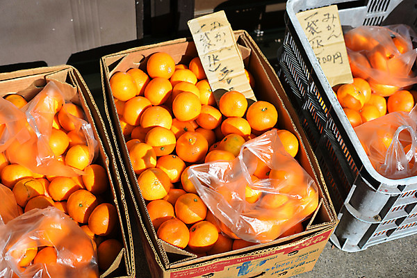 포토 JPG 주간 비닐봉투 귤 풍경 사람없음 야외 일본 시장 종이상자 시즈오카 제철과일 국내포토 자연요소 아시아 과일 봉투 상자 제철 파일형식