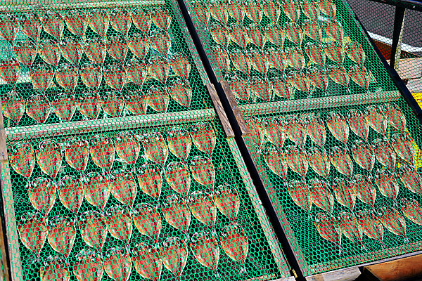 포토 JPG 주간 건조 어류 풍경 사람없음 야외 일본 망 시즈오카 국내포토 자연요소 아시아 수중동물 파일형식