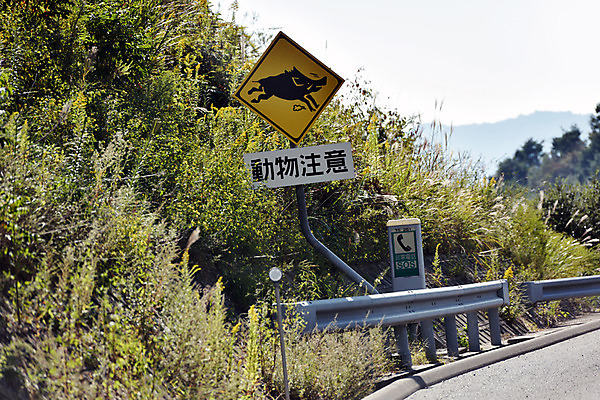 포토 JPG 주간 도로 풍경 사람없음 야외 일본 표지판 멧돼지 동물주의 주의표 에히메 국내포토 자연요소 아시아 길 포유류 교통시설 알림판 경고 주의 파일형식
