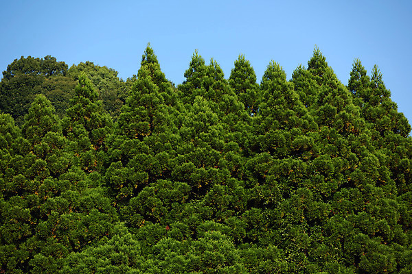 포토 JPG 주간 나무 하늘 풍경 사람없음 야외 일본 구마모토 국내포토 자연요소 식물 아시아 파일형식