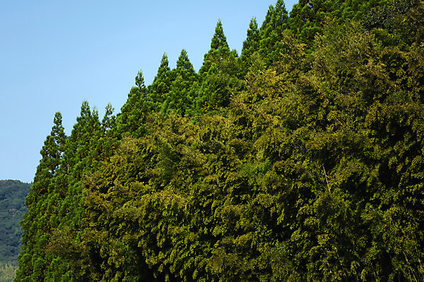포토 JPG 주간 나무 하늘 풍경 사람없음 야외 일본 구마모토 국내포토 자연요소 식물 아시아 파일형식