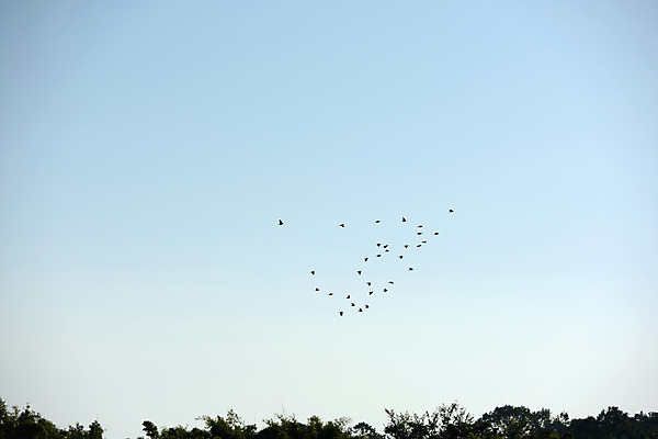 포토 JPG 주간 나무 여러마리 하늘 풍경 사람없음 야외 일본 철새 구마모토 국내포토 자연요소 식물 아시아 다수 조류 파일형식