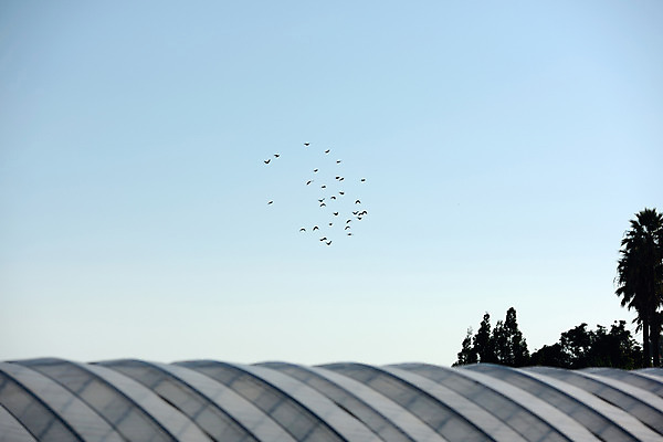 포토 JPG 주간 나무 여러마리 하늘 풍경 사람없음 야외 일본 철새 구마모토 국내포토 자연요소 식물 아시아 다수 조류 파일형식