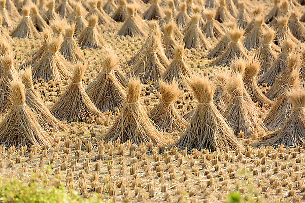 포토 JPG 주간 논 풍경 사람없음 야외 일본 짚더미 볏짚 구마모토 국내포토 자연요소 아시아 농업 짚 파일형식 더미