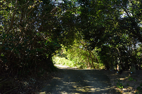포토 JPG 주간 나무 산 풍경 사람없음 야외 일본 숲 구마모토 국내포토 자연요소 식물 아시아 파일형식