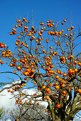 포토 JPG 주간 나무 구름 하늘 풍경 사람없음 야외 일본 감나무 나가노 국내포토 자연요소 식물 아시아 감 파일형식