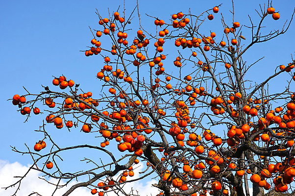 포토 JPG 주간 나무 구름 하늘 풍경 사람없음 야외 일본 감나무 나가노 국내포토 자연요소 식물 아시아 감 파일형식