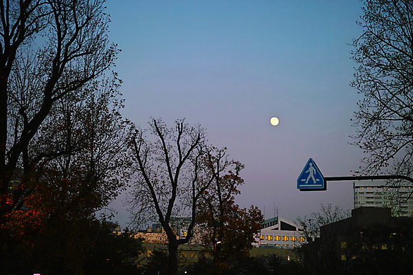 포토 JPG 주간 나무 하늘 풍경 사람없음 야외 일본 달 표지판 횡단보도 국내포토 자연요소 식물 아시아 알림판 보행로 파일형식