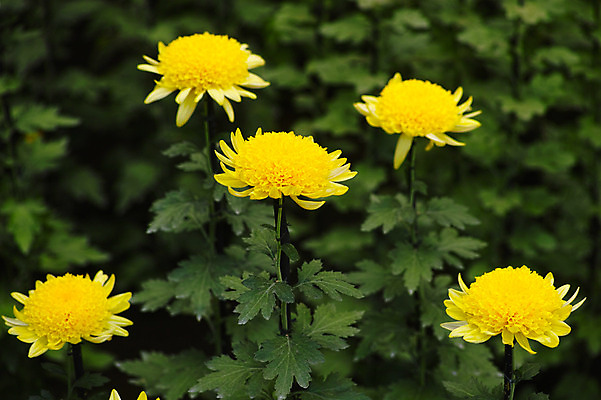 포토 JPG 주간 꽃 여러송이 자연 풍경 사람없음 야외 노란색 일본 도쿄 민들레 국내포토 자연요소 식물 아시아 컬러 다수 생태계 파일형식