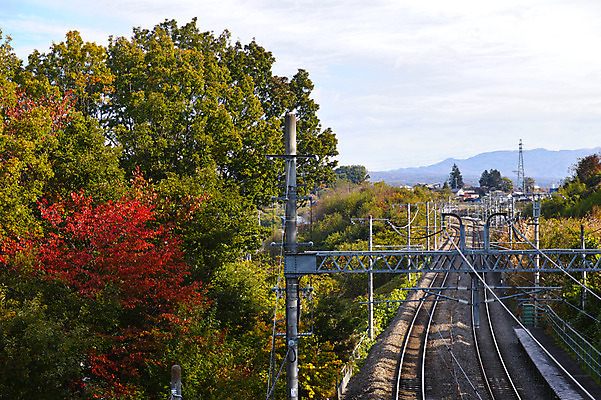 포토 JPG 주간 나무 자연 풍경 사람없음 야외 일본 철길건널목 야마나시 국내포토 자연요소 식물 아시아 기찻길 생태계 파일형식