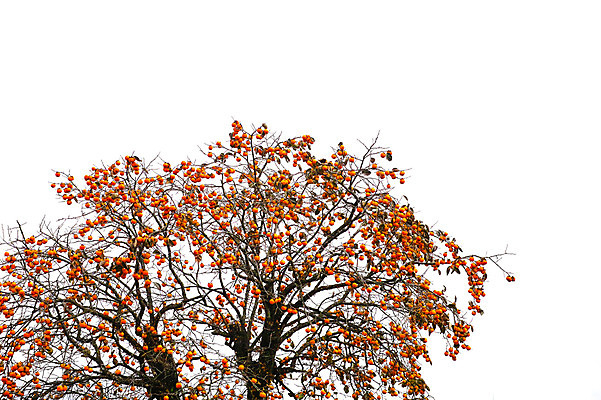 포토 JPG 주간 나무 하늘 풍경 사람없음 야외 일본 감나무 야마나시 국내포토 자연요소 식물 아시아 감 파일형식