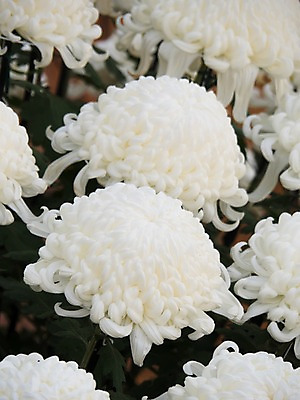 포토 JPG 주간 꽃 여러송이 꽃밭 국화 사람없음 야외 일본 흰색 국내포토 자연요소 식물 아시아 컬러 다수 파일형식