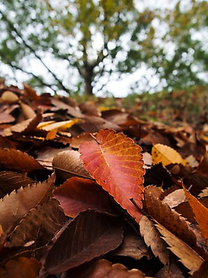 포토 JPG 주간 낙엽 나뭇잎 풍경 사람없음 야외 일본 가을 국내포토 자연요소 계절 아시아 잎 파일형식