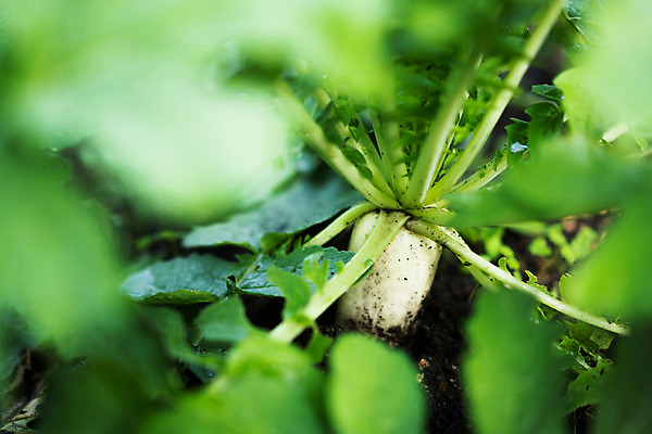 포토 JPG 주간 밭 자연 풍경 사람없음 야외 일본 무 순무 국내포토 자연요소 아시아 농업 뿌리채소 생태계 파일형식