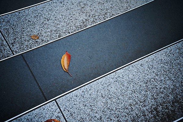 포토 JPG 주간 나뭇잎 풍경 사람없음 야외 일본 길바닥 국내포토 자연요소 아시아 잎 바닥 파일형식