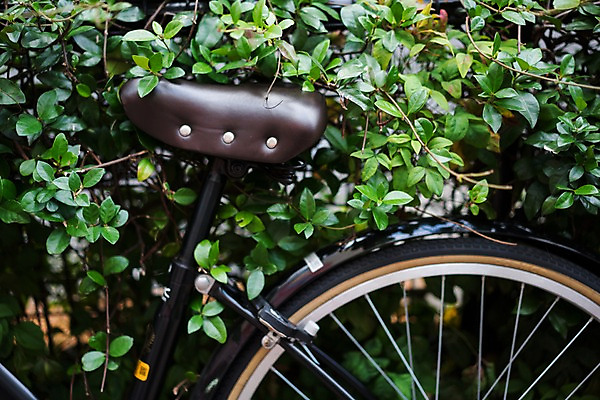 포토 JPG 주간 잎 풍경 사람없음 야외 일본 자전거 안장 국내포토 자연요소 식물 아시아 바이크 파일형식