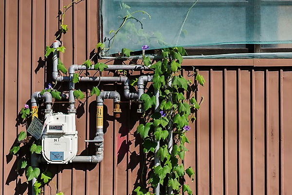 포토 JPG 주간 풍경 사람없음 야외 일본 덩굴 계량기 국내포토 자연요소 식물 아시아 파일형식