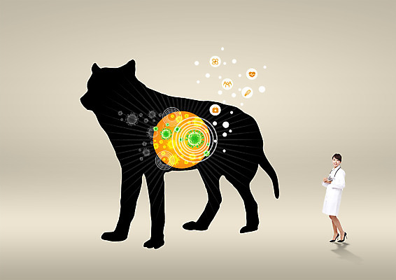 전신 PSD 편집이미지 한마리 여자 실루엣 의학 한명 서기 20대 성인 옆모습 한국인 토끼 바이러스 개 수의사 반려 이미지편집 1 뷰포인트 포유류 모션 촬영기법 사람 동양인 청년 반려동물 의사 파일형식