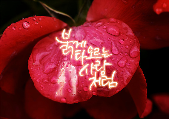 PSD 편집이미지 꽃 한송이 사랑 한글 사람없음 빨간색 물방울 이슬 이미지편집 식물 문자 1 감정 컬러 송이 파일형식