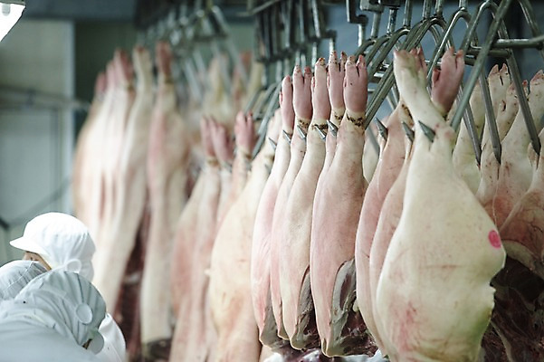 포토 JPG 공장 실내 매달리기 육류 돼지고기 상반신 성인 옆모습 뒷모습 아웃포커스 날것 돼지족발 성인만 축산자조금연합 신선에너지우리축산 가공장 방역복 국내포토 옷 캠페인 뷰포인트 식재료 공업 모션 촬영기법 사람 내부 족발 동맹 방역 파일형식