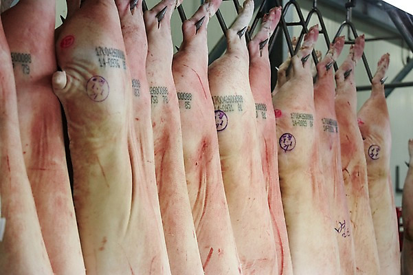 포토 JPG 공장 실내 매달리기 육류 돼지고기 사람없음 도장 돼지족발 축산자조금연합 신선에너지우리축산 가공장 국내포토 캠페인 식재료 공업 모션 내부 족발 동맹 파일형식