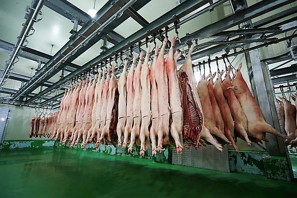 포토 JPG 공장 실내 매달리기 육류 돼지고기 사람없음 여러개 축산자조금연합 신선에너지우리축산 가공장 국내포토 캠페인 다수 식재료 공업 모션 내부 동맹 파일형식