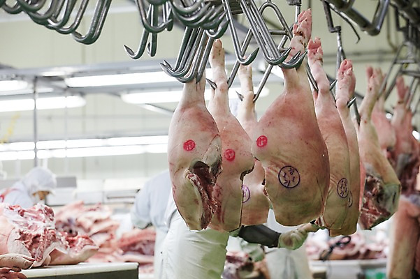 포토 JPG 공장 실내 매달리기 육류 돼지고기 사람 상반신 성인 아웃포커스 세명 여러개 재료손질 돼지족발 성인만 축산자조금연합 신선에너지우리축산 가공장 국내포토 캠페인 다수 식재료 공업 모션 촬영기법 내부 족발 손질 동맹 파일형식