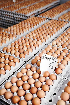 포토 JPG 종이 포장 사람없음 쌓기 계란 여러개 계란판 축산자조금연합 신선에너지우리축산 국내포토 캠페인 다수 모션 알 동맹 파일형식