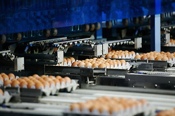 포토 JPG 공장 실내 사람없음 계란 기계 계란판 선별작업 축산자조금연합 신선에너지우리축산 국내포토 캠페인 공업 내부 알 동맹 파일형식