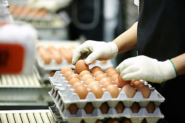 포토 JPG 손 공장 실내 한명 사람 상반신 성인 옆모습 아웃포커스 신체부위 계란 계란판 목장갑 선별작업 축산자조금연합 신선에너지우리축산 국내포토 1 캠페인 뷰포인트 장갑 공업 촬영기법 내부 알 동맹 파일형식