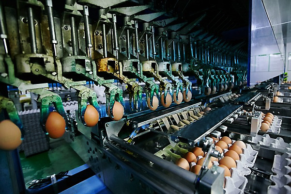 포토 JPG 공장 실내 사람없음 계란 기계 계란판 선별작업 축산자조금연합 신선에너지우리축산 국내포토 캠페인 공업 내부 알 동맹 파일형식