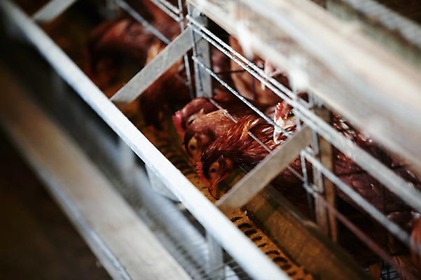 포토 JPG 동물 여러마리 실내 사람없음 닭 축사 양계장 축산자조금연합 신선에너지우리축산 국내포토 건축물 캠페인 다수 조류 내부 축산업 동맹 파일형식